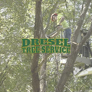 tree service website design edwardsville il